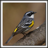 PARULINE  CROUPION JAUNE, mle    /   YELLOW-RUMPED WARBLER, male      _MG_6335 a