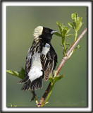 GOGLU DES PRS, mle   /   BOBOLINK, male      _MG_0925 a