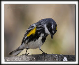 PARULINE  CROUPION JAUNE, mle    /   YELLOW-RUMPED WARBLER, male      _MG_6360 a