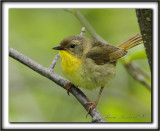  PARULINE MASQUE femelle  /  COMMON YELLOWTHROAT WARBLER, female     _MG_2740 a