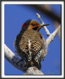 PIC FLAMBOYANT, mle   /  NORTHERN FLICKER, male      _MG_3970 ss