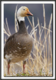 OIE DES NEIGES, forme sombre   /   SNOW GOOSE, dark phase    _MG_3239 a