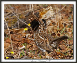 GLINOTTE HUPPE,  ( Perdrix ), mle   /    RUFFED GROUSE, male     _MG_2837 a