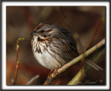BRUANT CHANTEUR / SONG SPARROW      _MG_4140 a