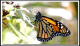 MONARQUE -  MONARCH   -  DANAUS PLEXIPPUS     IMG_2268.jpg