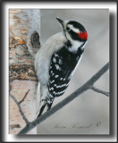 _MG_2884b   -  PIC CHEVELU mle  /  HAIRY WOODPECKER male