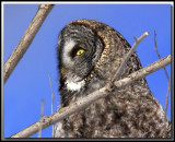 CHOUETTE LAPONE - GREAT GRAY OWL    foretperdue 109