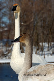 Swan Pair