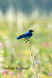 Mountain Bluebird