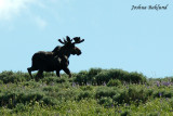 Bull Moose on the run