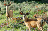 Pair of Bucks