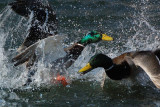 Fighting Mallards