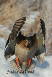 Hen Mallard wings in