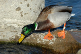 Banded drake mallard