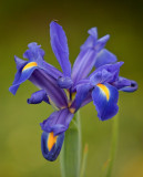 Iris blue and yellow.jpg