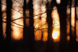 20120123 - Sunrise in the Woods