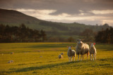 20120415 - Sheep