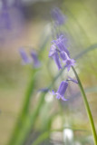 20120506 - Bluebells
