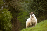 20120519 - Sheep on a Hill