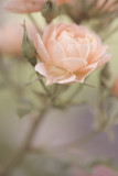 20120829 - Rose