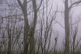20071223 - Misty Morning