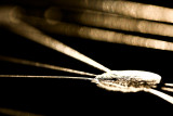 20080110 - The Ascent of Man