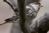 Redpoll with Leucictic markings