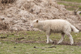 Schapen - Sheep - Mouton