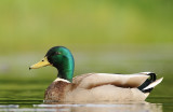 Wilde eend-Mallard