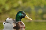 Wilde eend-Mallard