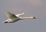 Knobbelzwaan -Mute Swan