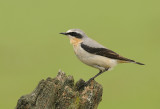 Tapuit -Northern Wheatear