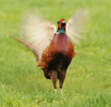 Fazant-Common Pheasant
