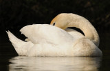 Knobbelzwaan -Mute Swan