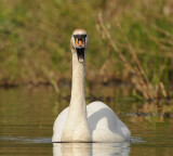 Knobbelzwaan -Mute Swan