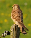 Torenvalk- Commen Kestrel