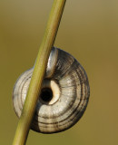 Heideslak-Heath snail