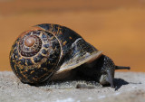 Segrijnslak-Brown garden snail