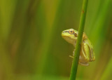 Boomkikker-European Tree Frog