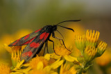 Sint-jansvlinder-Six-spotted Burnet