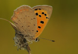 Kleine vuurvlinder-Small copper