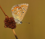 Icarusblauwtje-Common blue