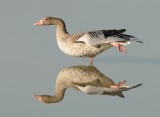 Grauwe gans -Greylag Goose