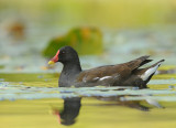 Waterhoen-Moorhen