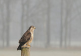 Buizerd-Common Buzzard