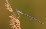 Blauwe breedscheenjuffer-White-legged Damselfly