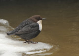 Zwartbuikwaterspreeuw-Dipper