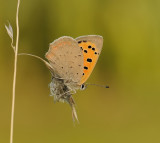 Kleine vuurvlinder-Small copper