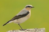 Tapuit- Northern Wheatear