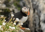 Papagaaiduiker -Puffin